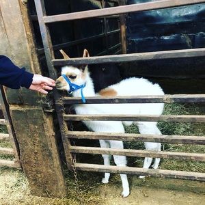 Meet your Posher, Casey